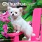 BrownTrout; Chihuahua Puppies | 2027 7 x 14 Inch (Hanging) Monthly Mini Wall Calendar; Category:Wall Calendars; Image:2